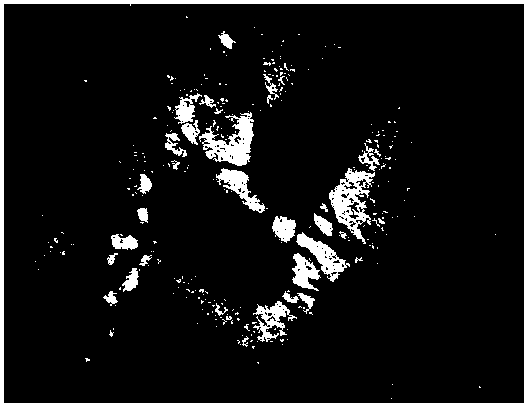 New bacterial strain-proteus penneri CA8 for generating coenzyme Q10 and applications thereof