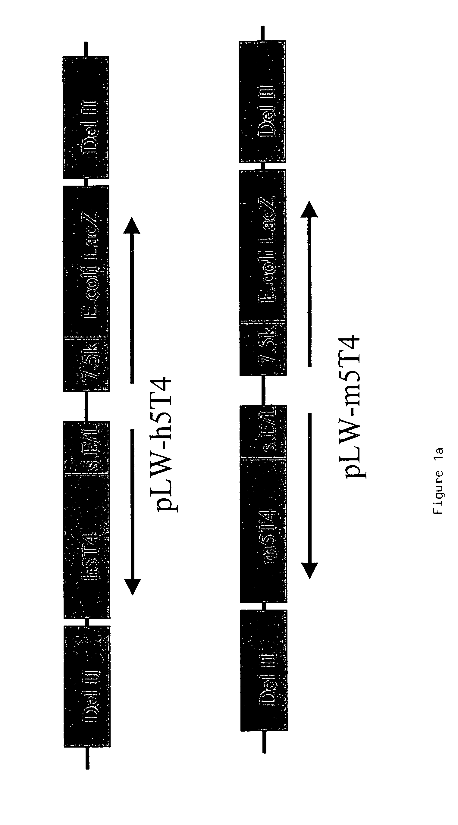 Polypeptide