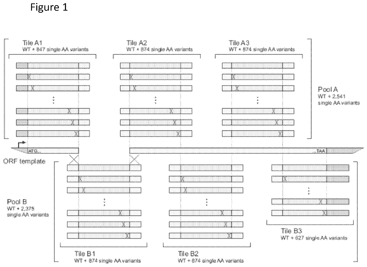 Methods for generating pools of variants of a DNA template