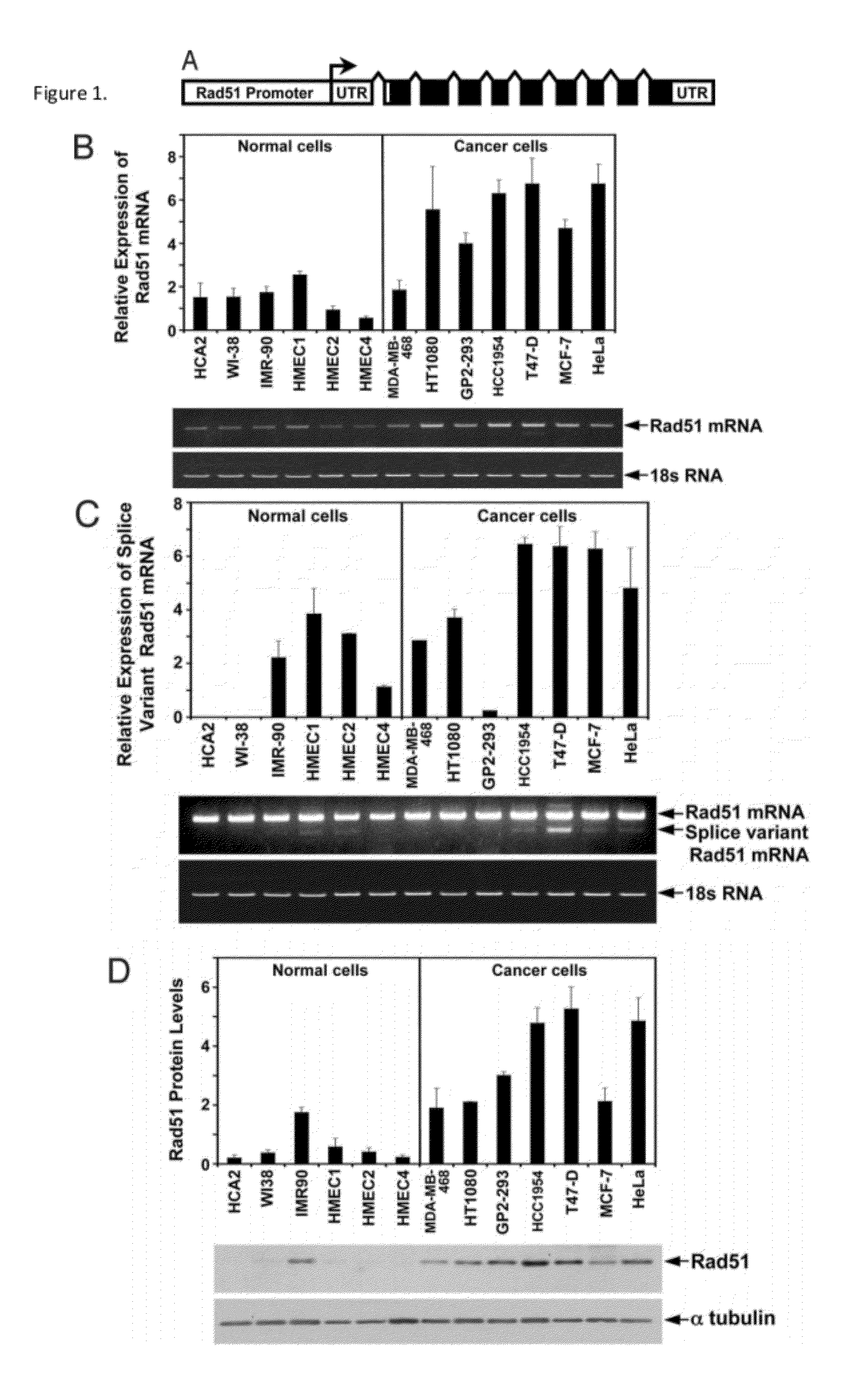Rad51 derived cancer cell specific promoters for targeted anti-cancer therapy