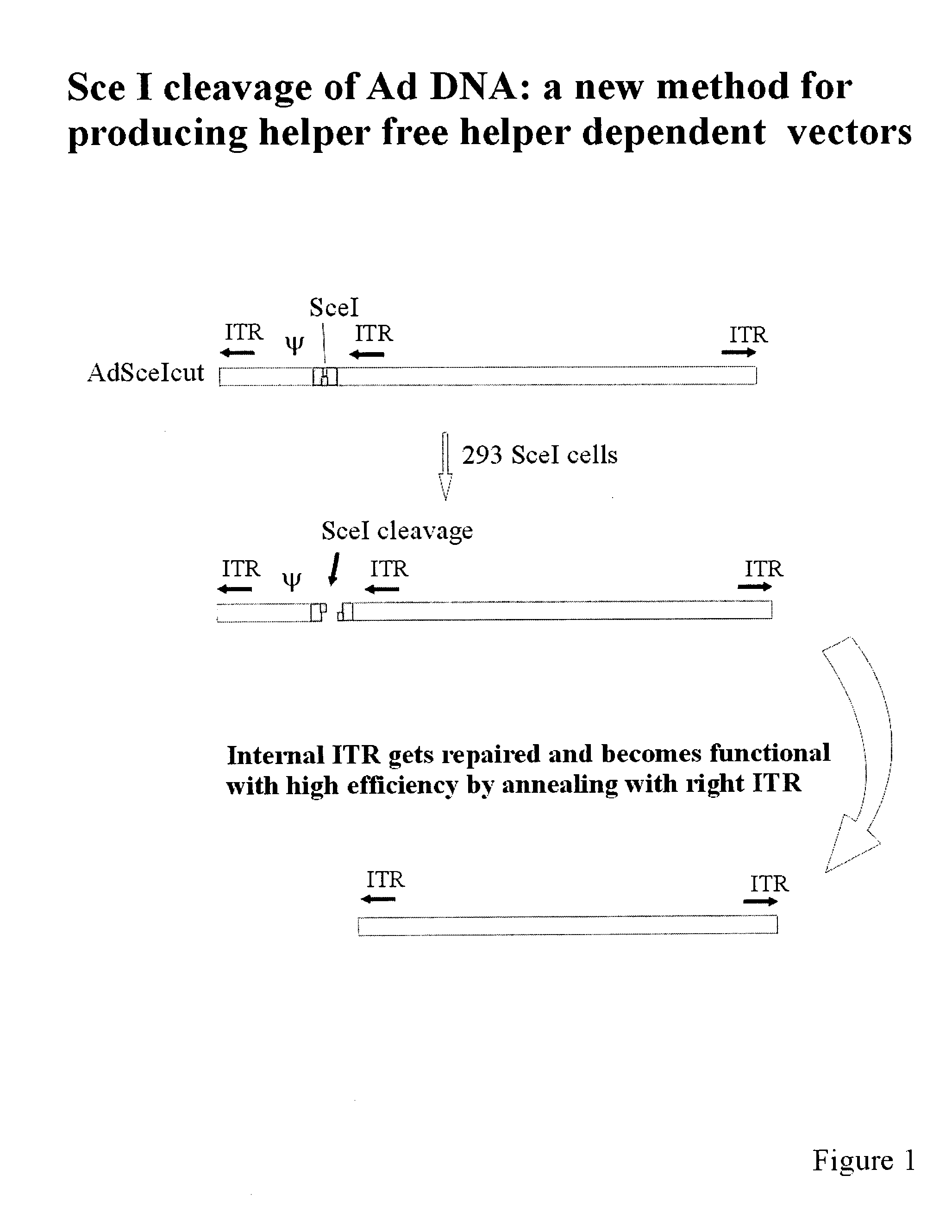 System for production of helper dependent adenovirus vectors based on use of endonucleases