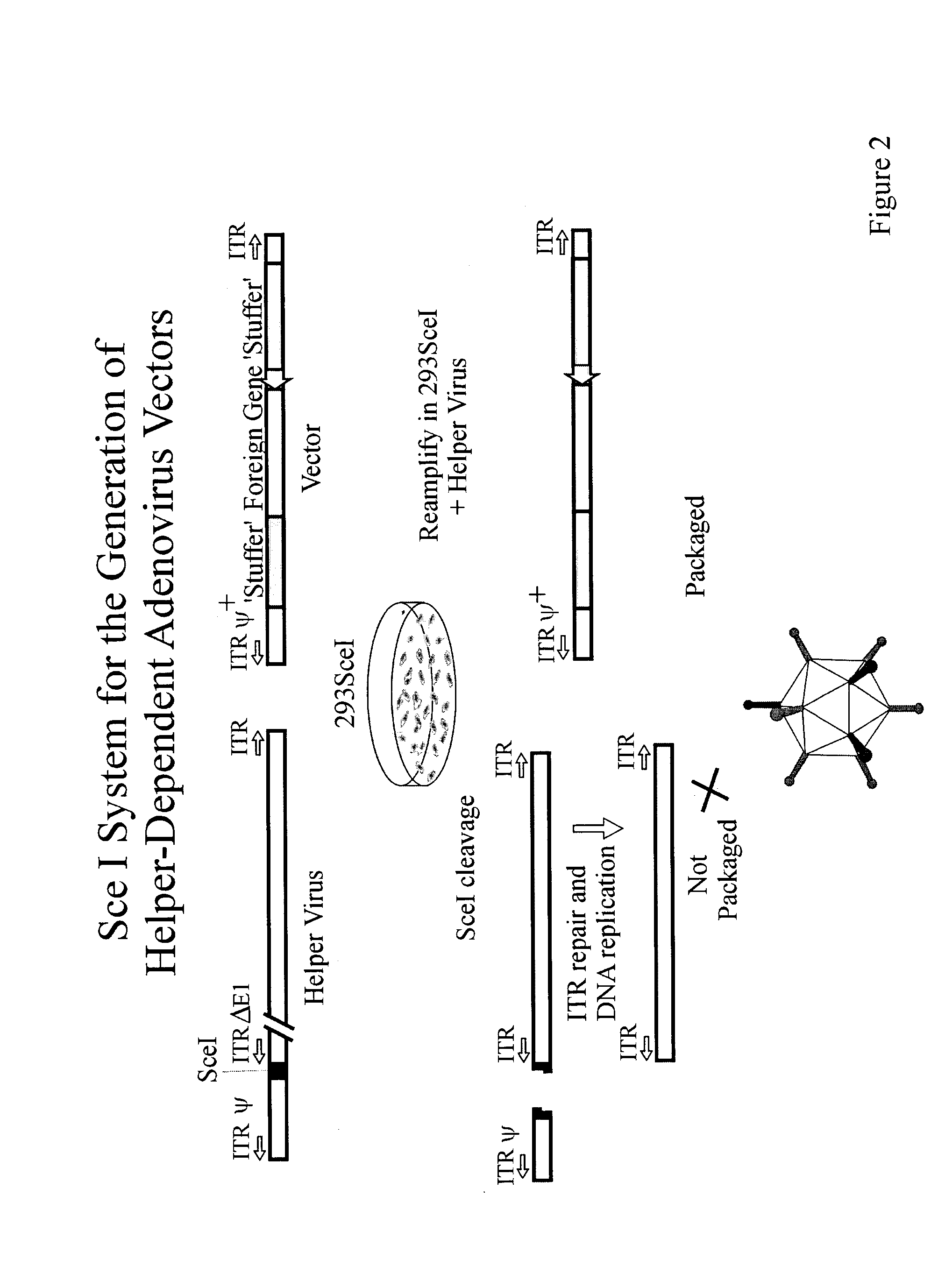 System for production of helper dependent adenovirus vectors based on use of endonucleases