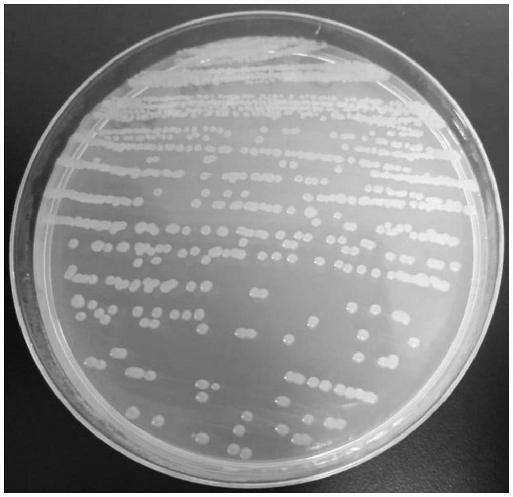 A strain of Bacillus subtilis and its application