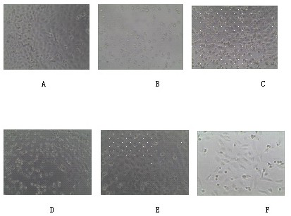 4-aspartic acid substituted cytosine nucleoside compound and its medicinal use