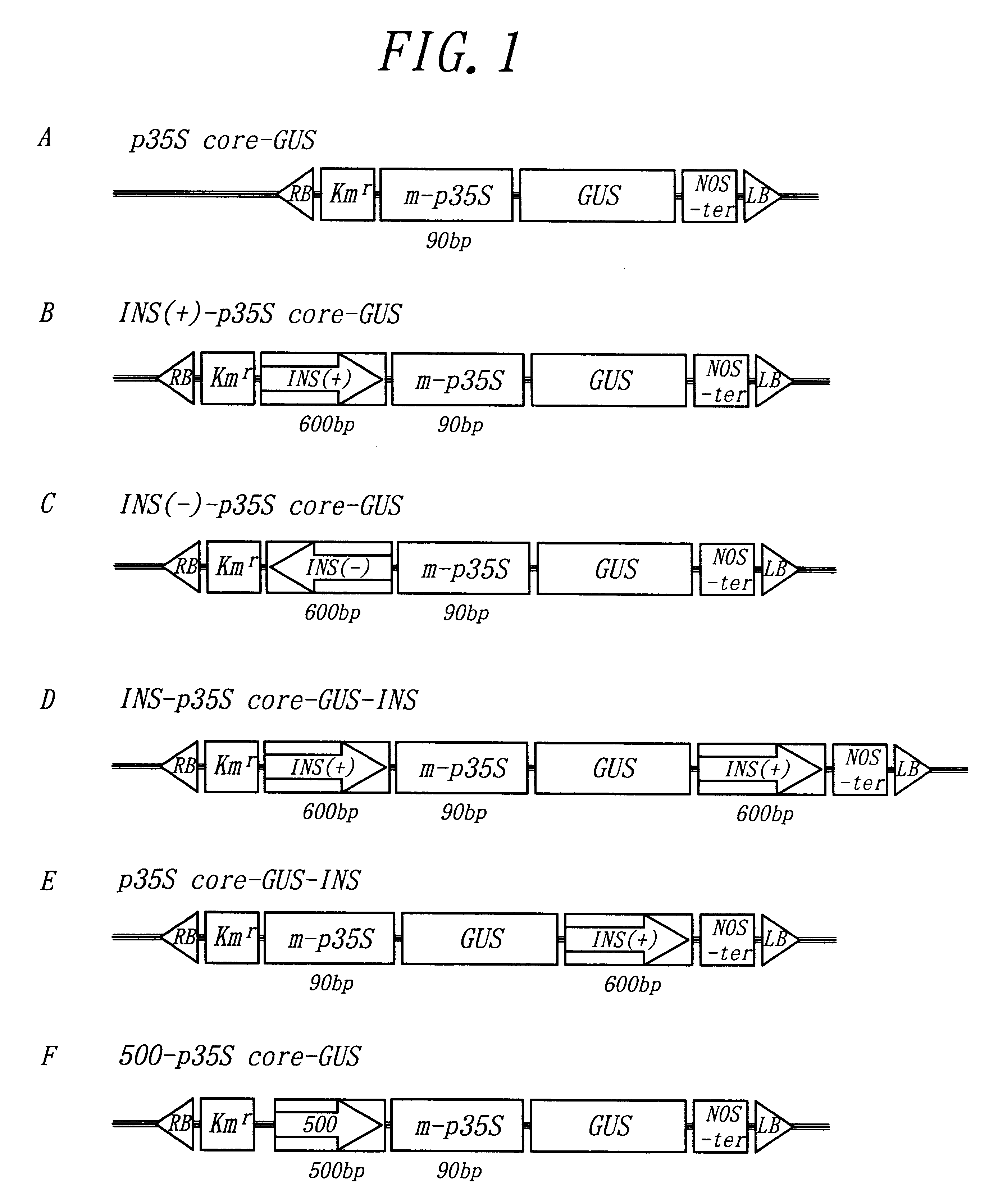 Method of stable gene expression in a transgenic plant utilizing an insulator nucleotide sequence from the sea urchin arylsulfatase gene