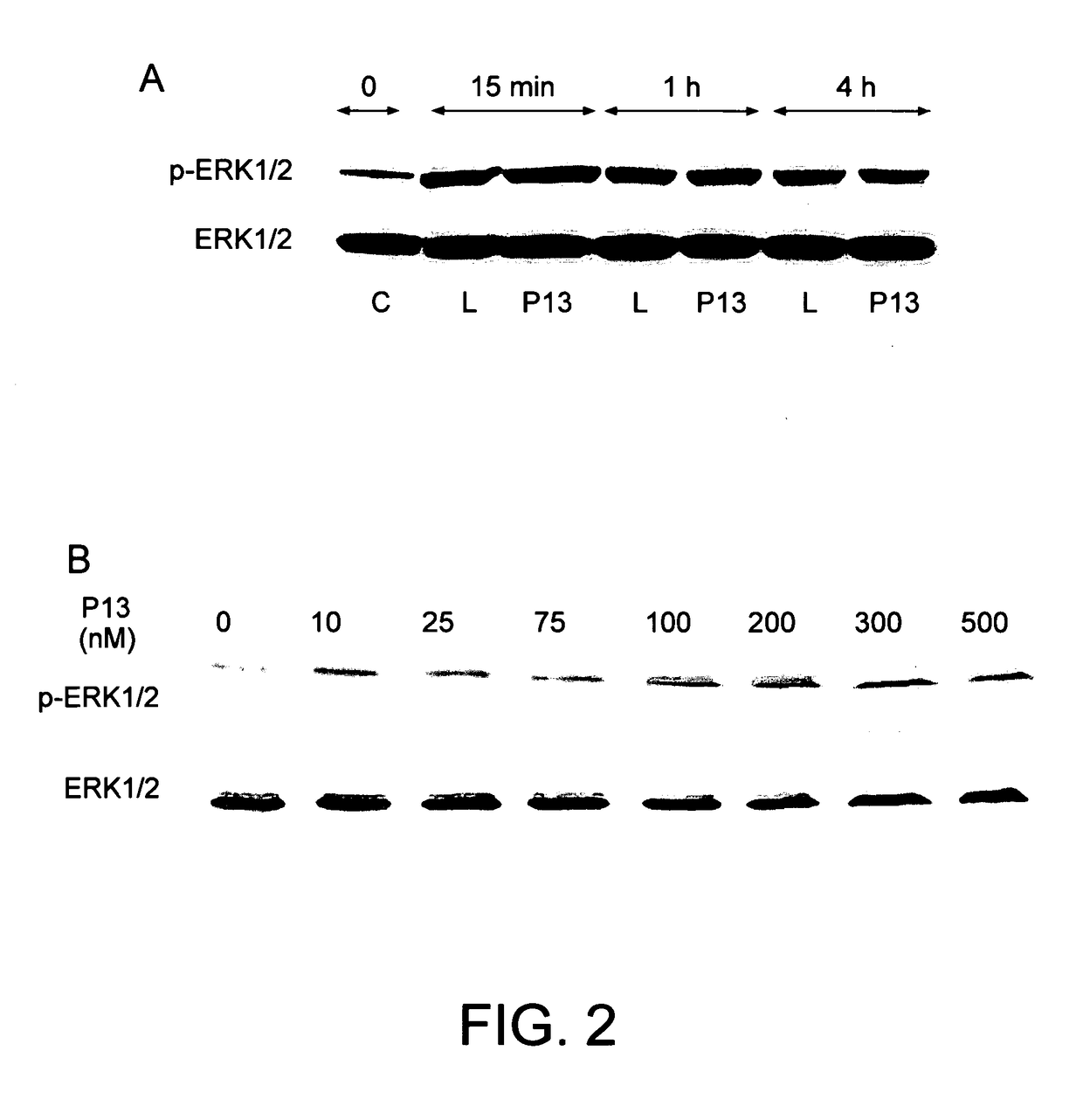 Leptin agonist and methods of use