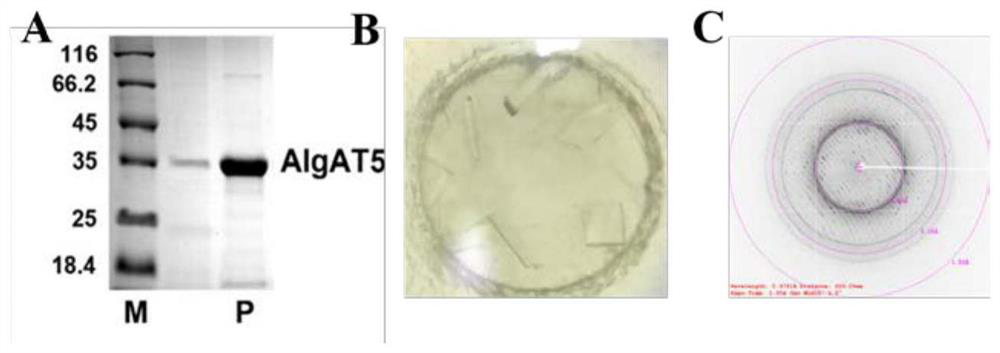 Alginate lyase mutant with high catalytic activity and application thereof