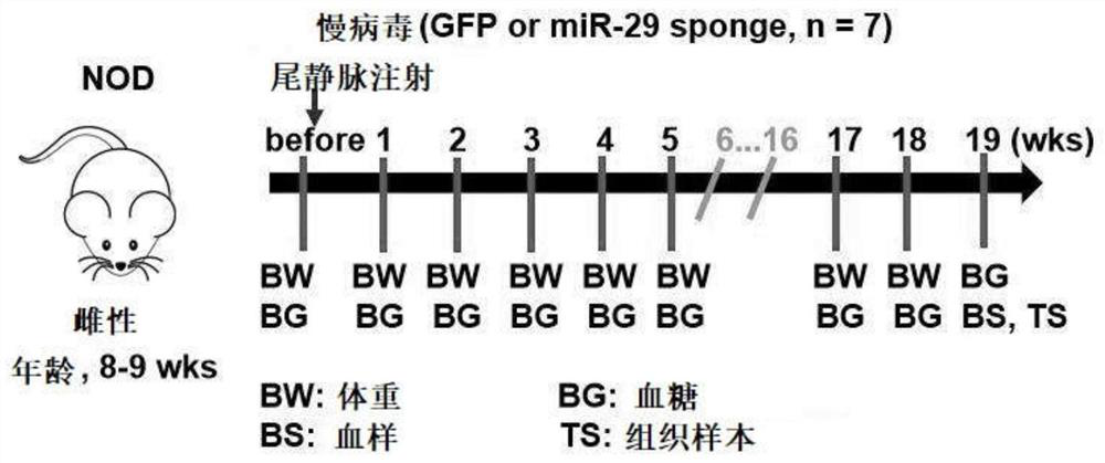 MiR-29 sponge, nucleic acid construct containing same and applications of miR-29 sponge