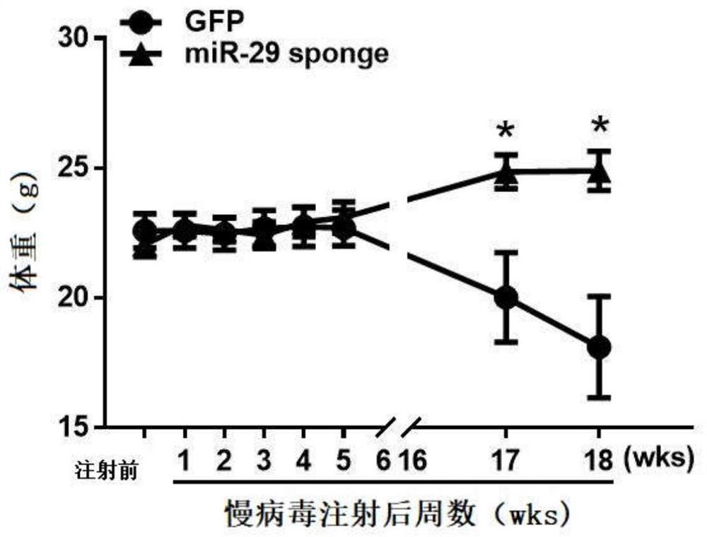 MiR-29 sponge, nucleic acid construct containing same and applications of miR-29 sponge