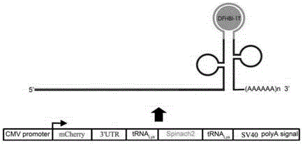 Method for detecting effect of 3' untranslated region on mRNA translation efficiency