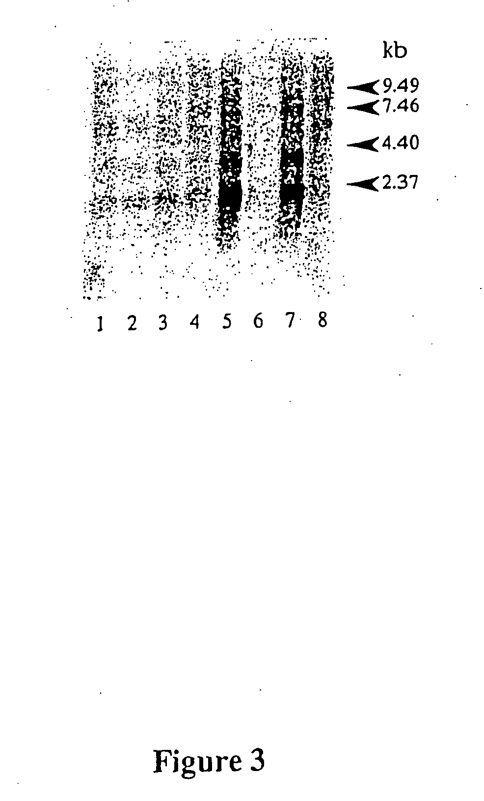 Compositions and methods for viral resistance genes