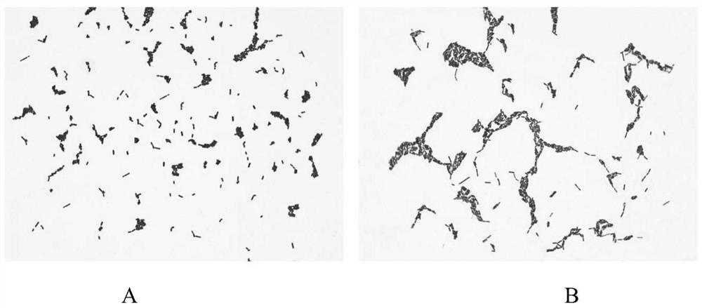 Probiotic composition for inhibiting streptococcus mutans and application of probiotic composition