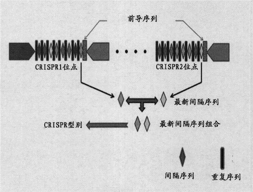 Salmonella CRISPR (clustered regularlay interspaced short palindromic repeats) sequencing typing method