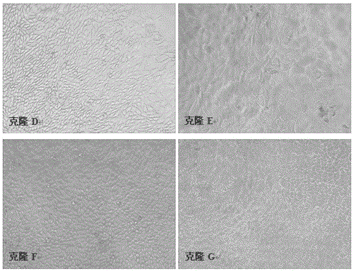 A method for screening virus-sensitive cell clones using indirect immunofluorescence detection technology