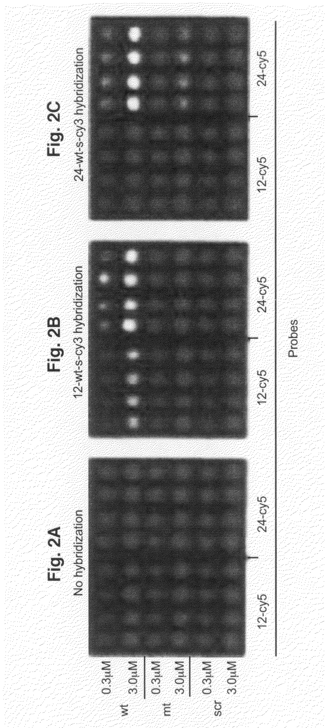 Methods and devices based upon a novel form of nucleic acid duplex on a surface