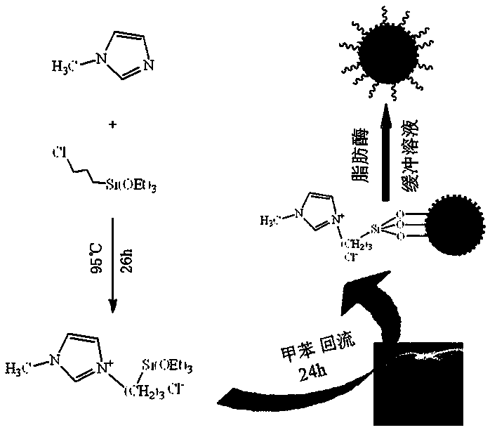 Preparation method of magnetic core-shell ionic liquid immobilized lipase and its application in edible oil processing