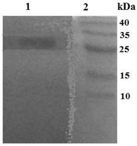 A sea cucumber-like peptidoglycan recognition protein with bactericidal activity and its preparation method and application
