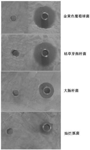 A sea cucumber-like peptidoglycan recognition protein with bactericidal activity and its preparation method and application