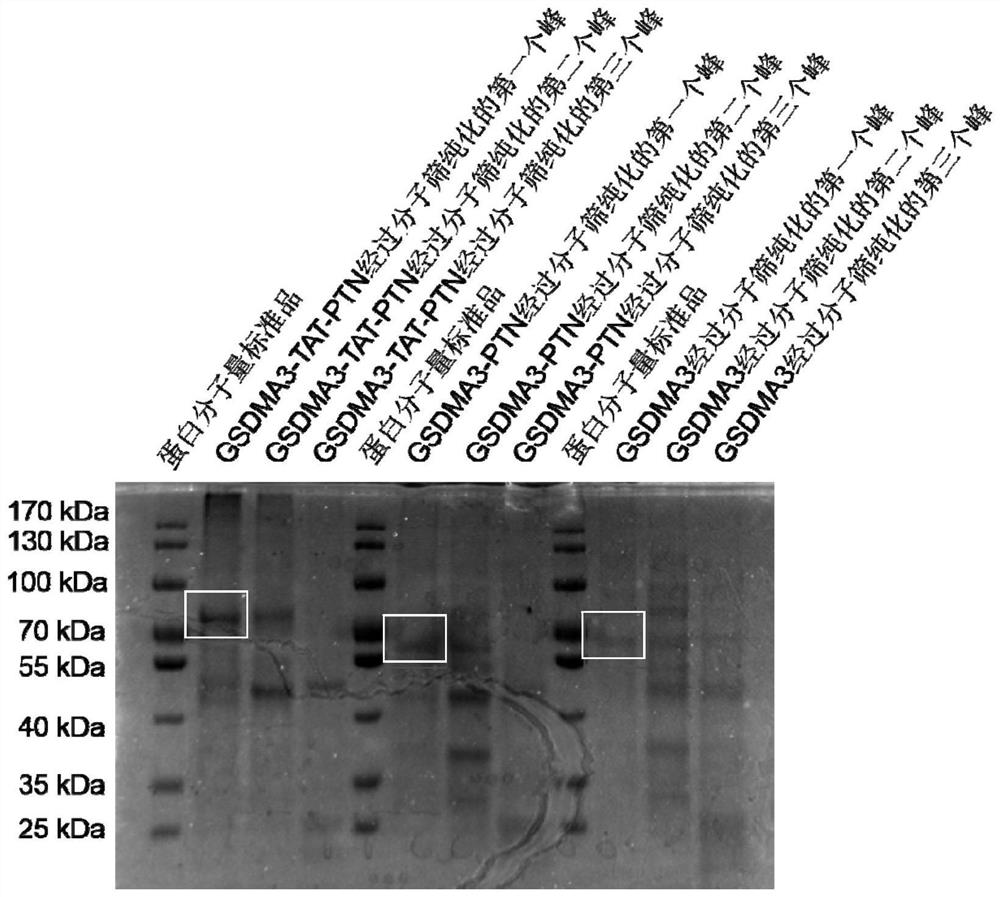 Tumor enzyme response type recombinant pyroptosis protein drug delivery system and anti-tumor purpose thereof