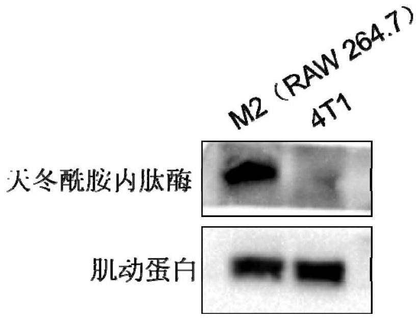 Tumor enzyme response type recombinant pyroptosis protein drug delivery system and anti-tumor purpose thereof