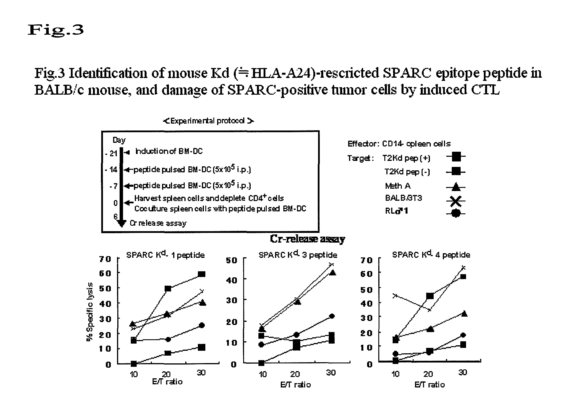 SPARC-derived tumor rejection antigenic peptides and medicaments comprising the same