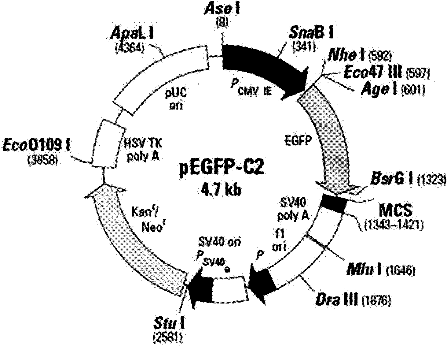 Polypeptide for marking cytoskeleton protein and eukaryotic expression carrier thereof