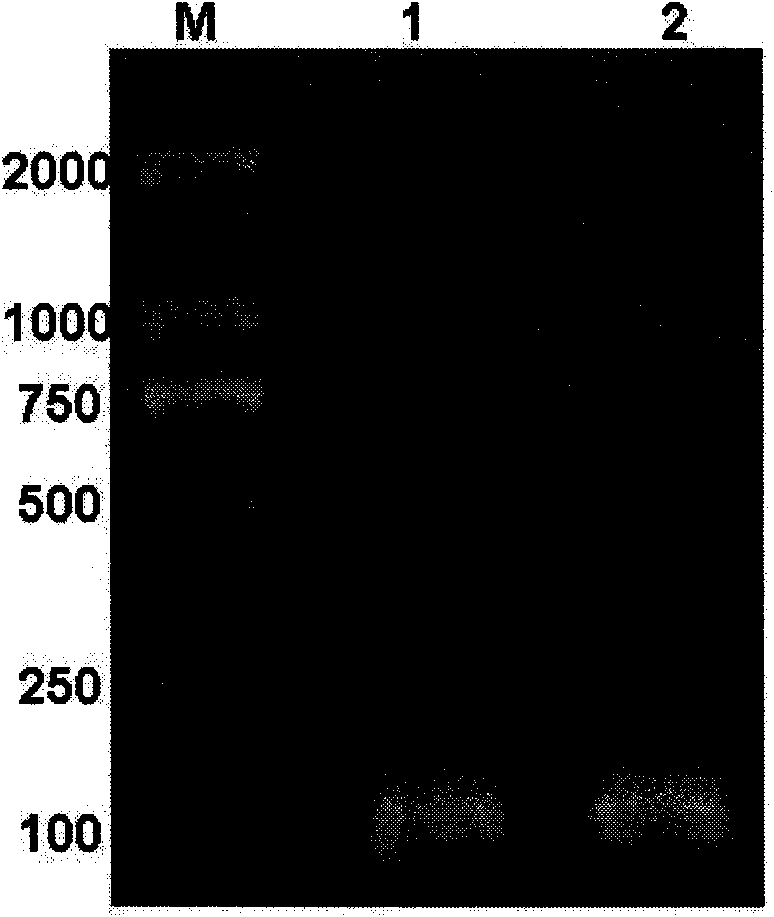 Polypeptide for marking cytoskeleton protein and eukaryotic expression carrier thereof