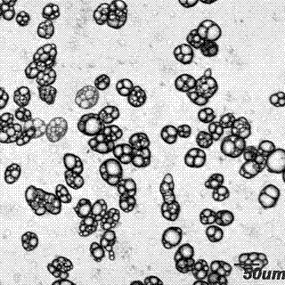 Method for inducing formation of porcine fat cells by cell signal channel inhibitor