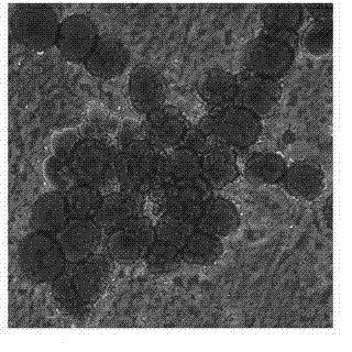 Method for inducing formation of porcine fat cells by cell signal channel inhibitor