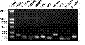 Method for inducing formation of porcine fat cells by cell signal channel inhibitor