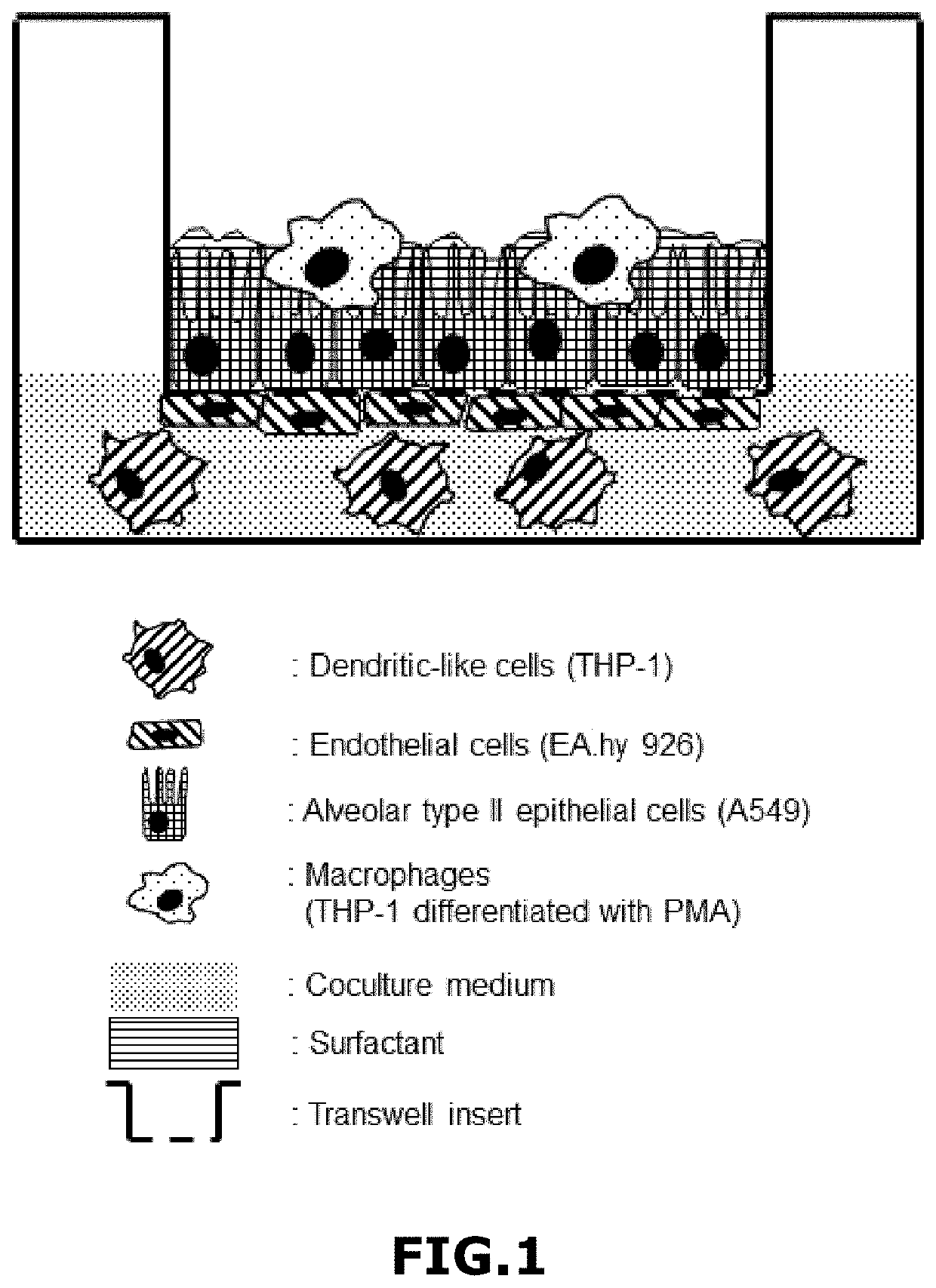 Three-dimensional in vitro lung model, process for preparing said model, and its use for determining and /or predicting the sensitizing effects of inhalable products