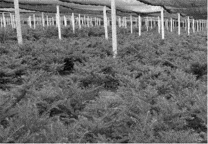 A cultivation method for high-quality seedlings of taxus cuspidate