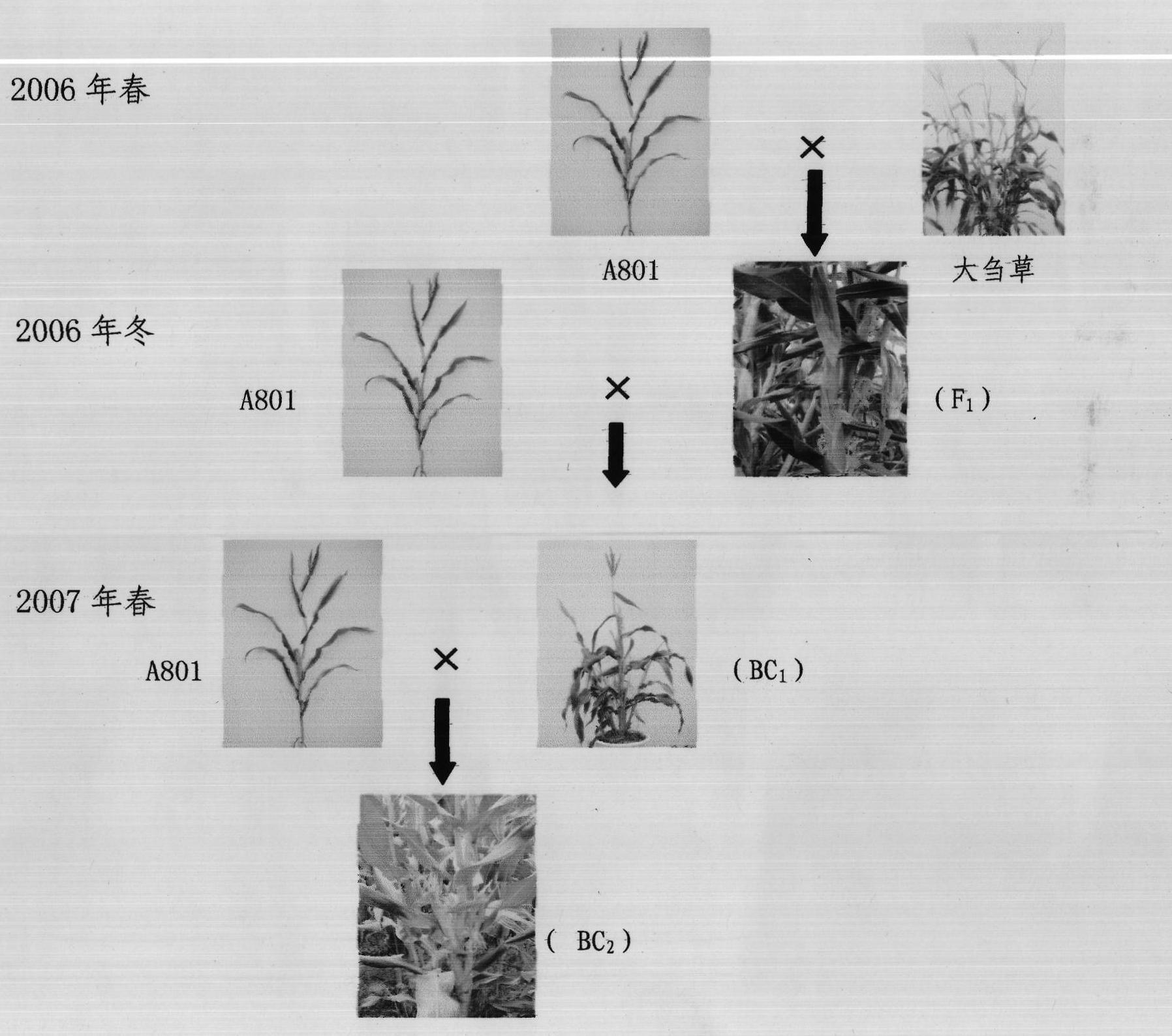 Method for creating common maize inbred-line by introducing teosintes in maize cultivated specie