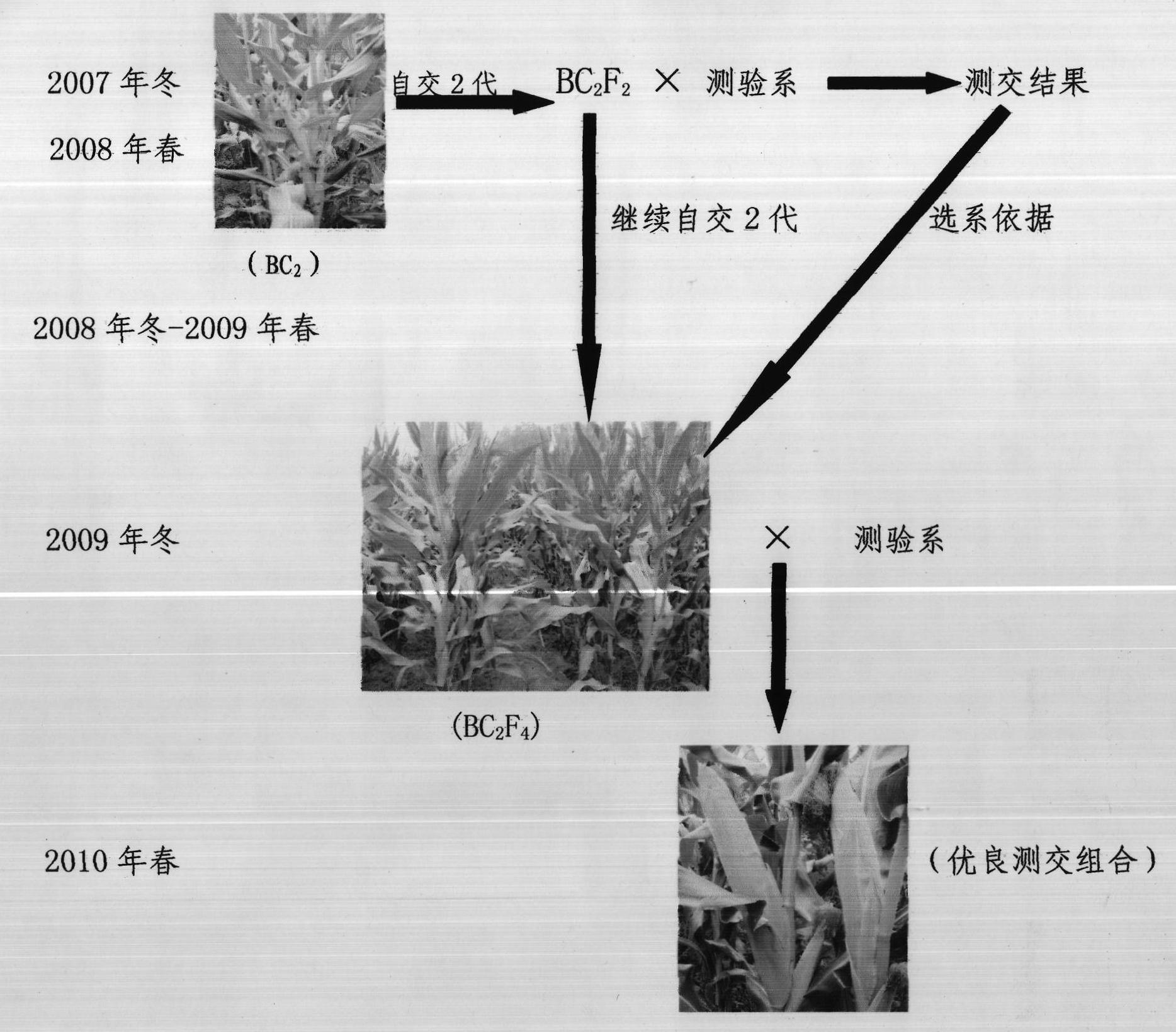 Method for creating common maize inbred-line by introducing teosintes in maize cultivated specie