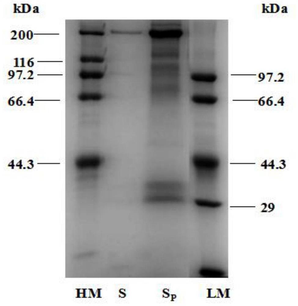 A method for preparing main vitellin from sea cucumber body cavity fluid