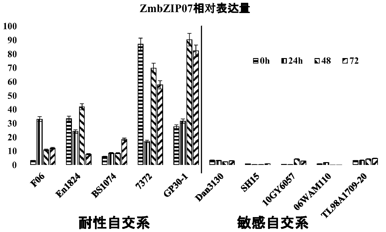 Application of maize zmbzip107 gene in breeding plants resistant to lead stress
