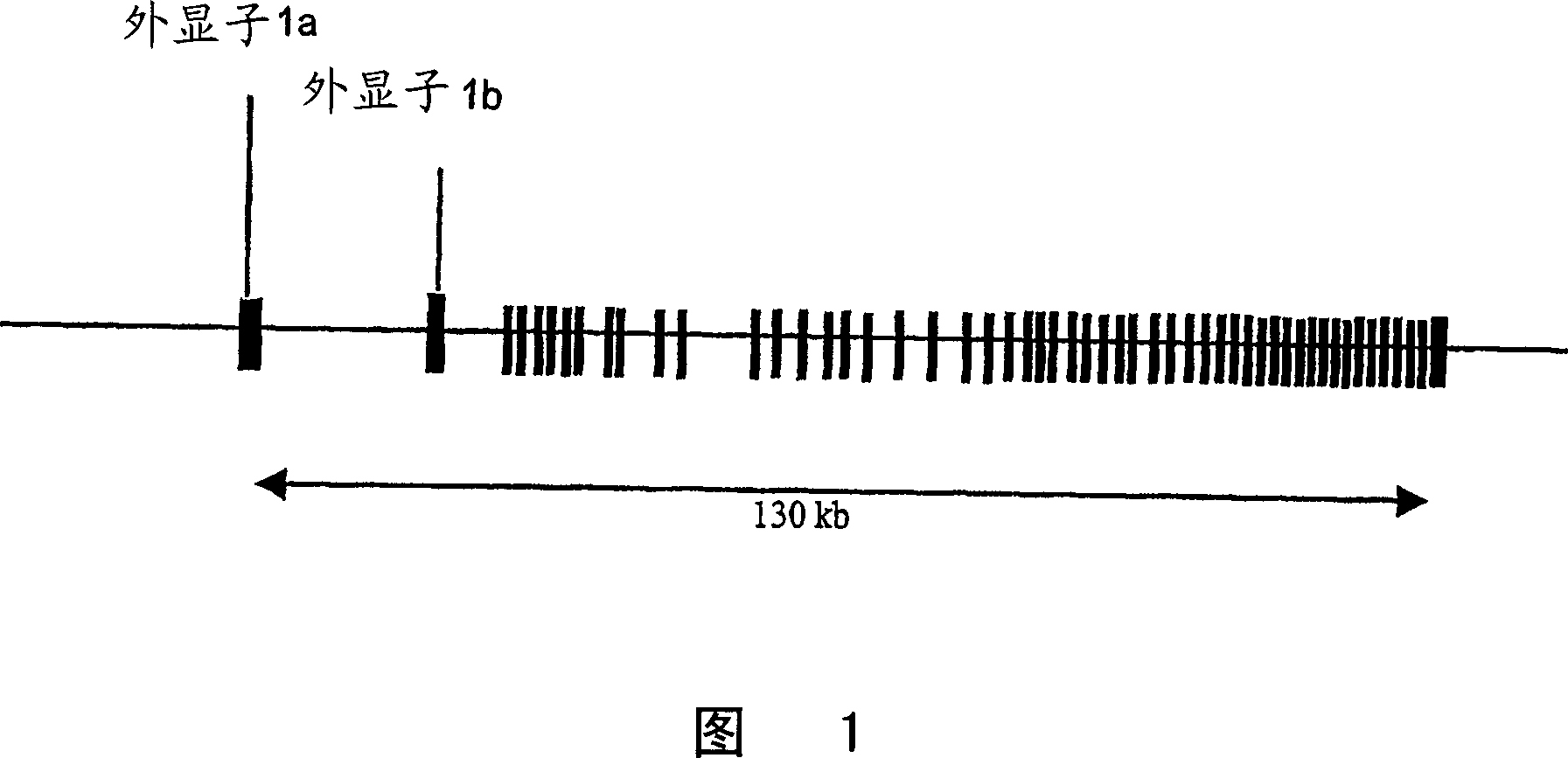 Acetyl CoA carboxylase splice variant and uses thereof
