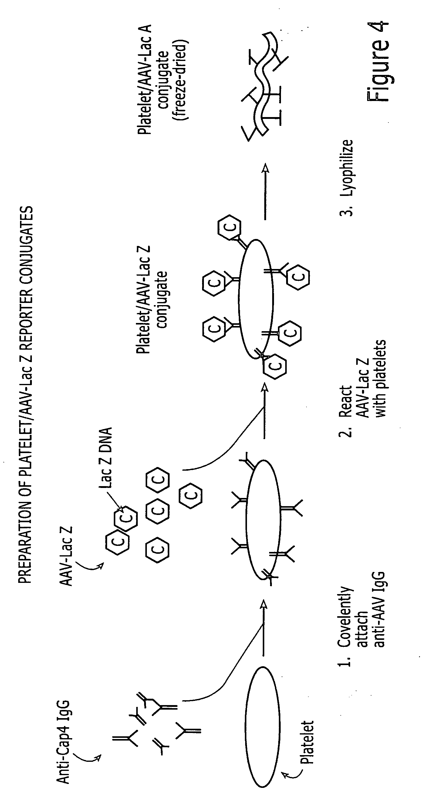 Delivery of compounds with rehydrated blood cells