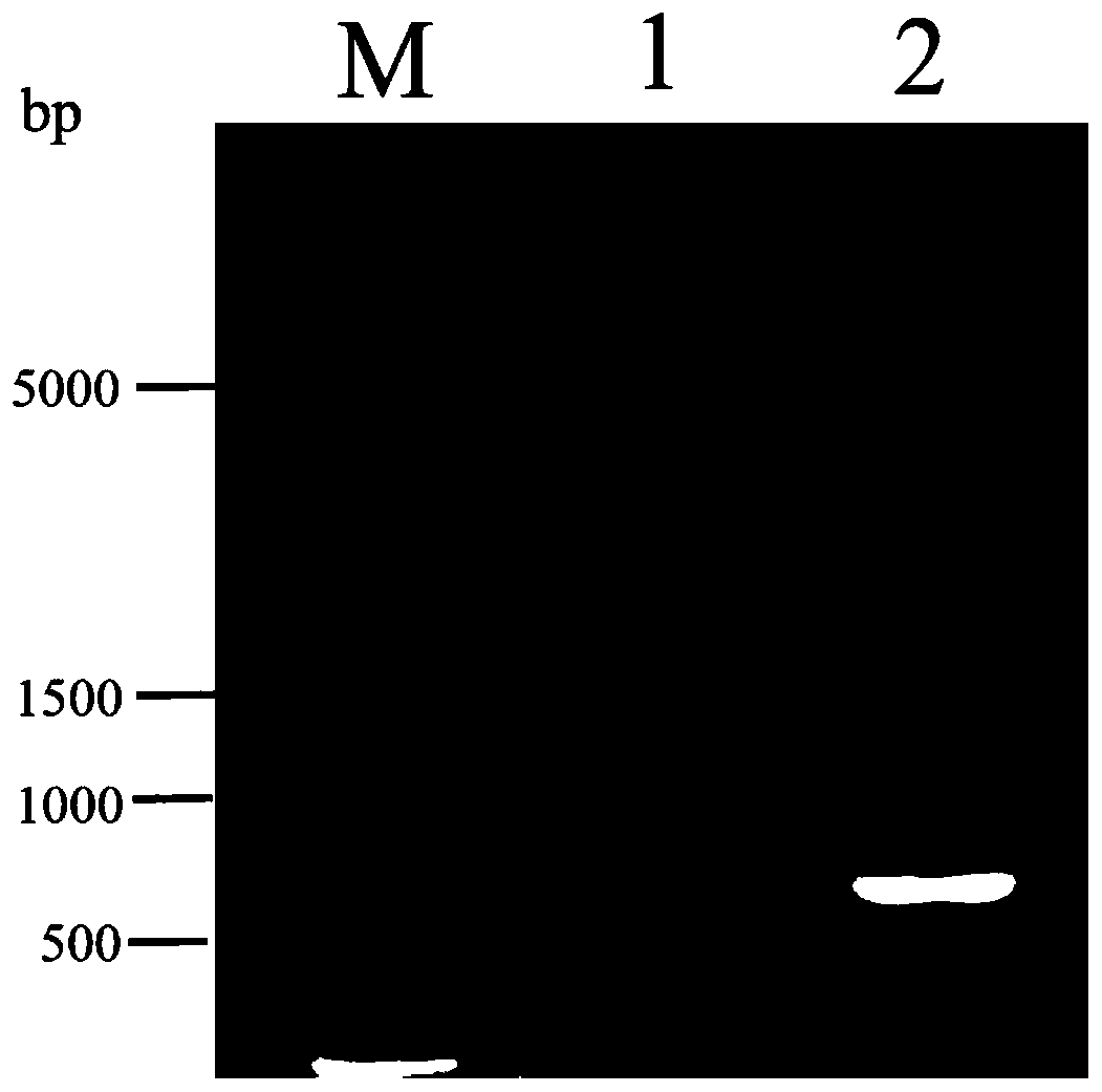 A method for knocking out arca to improve the production of 1,3-propanediol in Klebsiella