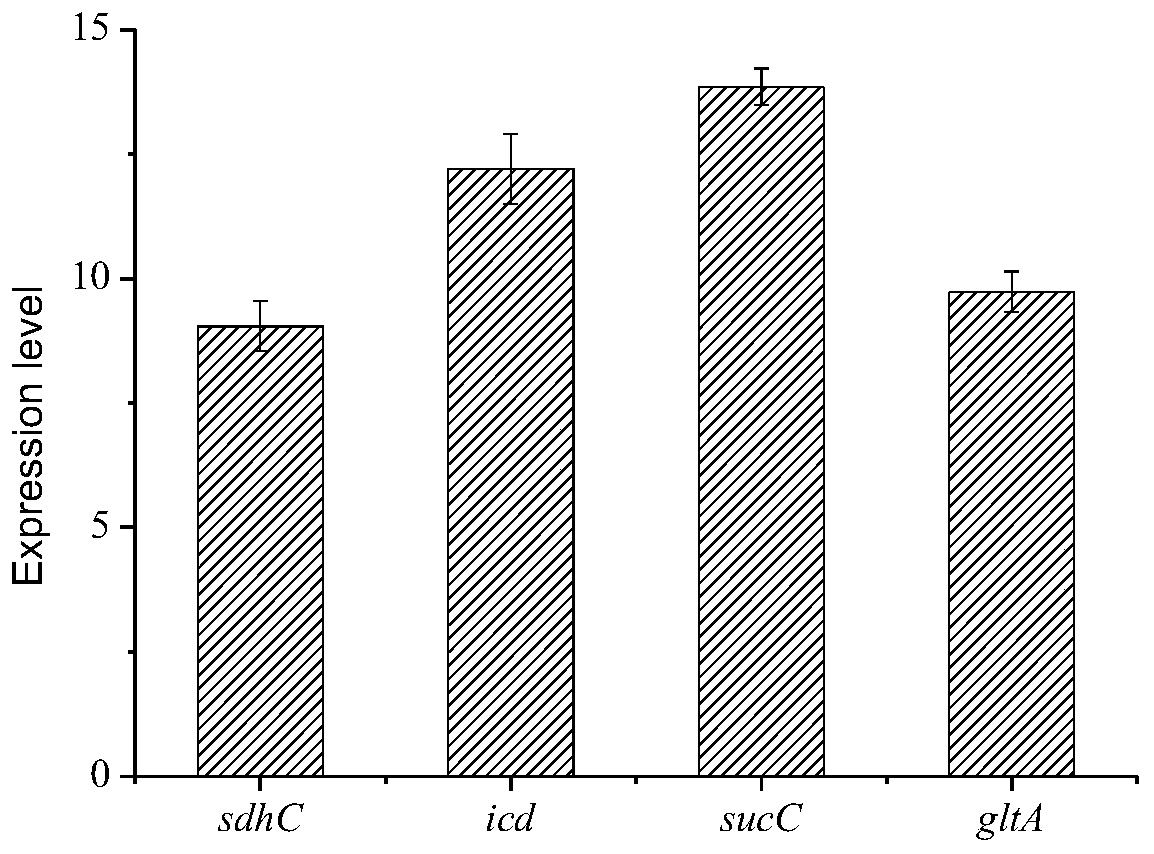 A method for knocking out arca to improve the production of 1,3-propanediol in Klebsiella