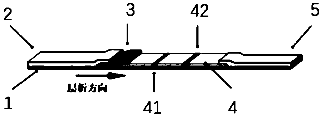 Trichomonas vaginalis fluorescence immunochromatographic assay kit and preparation method thereof