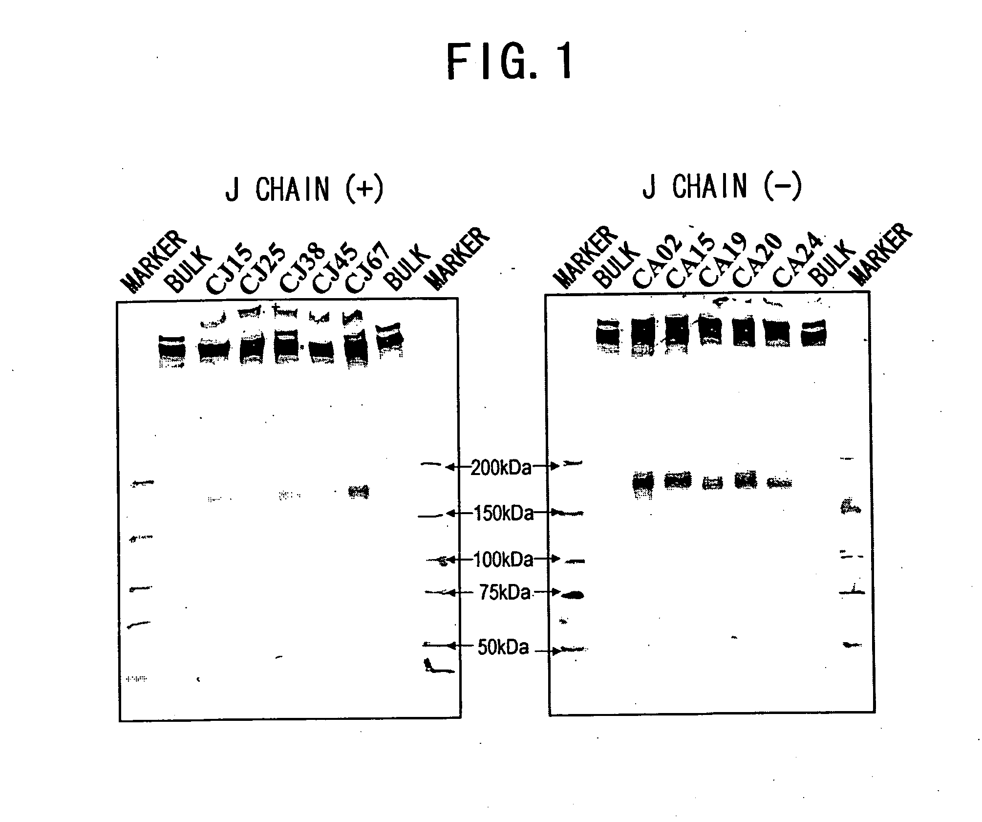 IGM production by transformed cells and methods of quantifying said IgM production