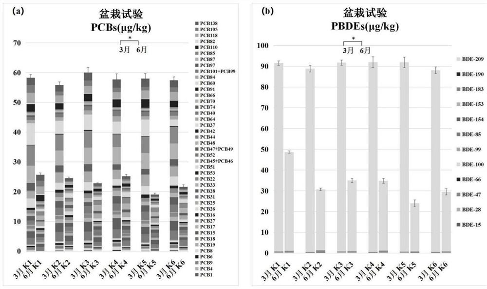 Method for regulating and controlling intercropping of sedum plumbizincicola and astragalus sinicus to restore farmland soil subjected to combined pollution of heavy metal and organic pollutants