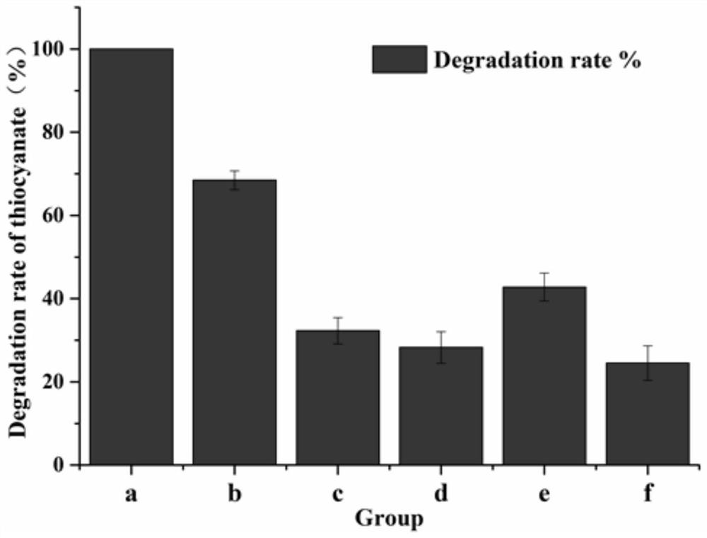 Bacterial strain for degrading thiocyanate, composite bacterial strain, microbial inoculum and application of bacterial strain, composite bacterial strain and microbial inoculum