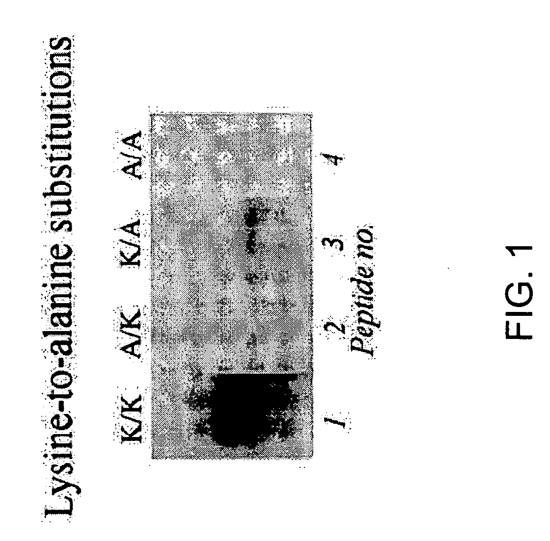 Antibodies against biotinylated histones and related proteins and assays related thereto