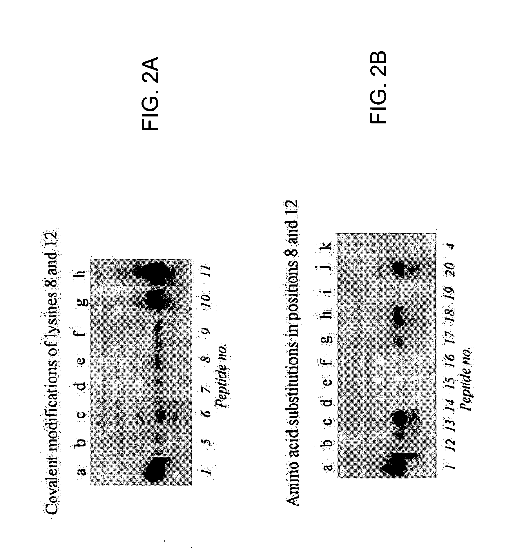 Antibodies against biotinylated histones and related proteins and assays related thereto