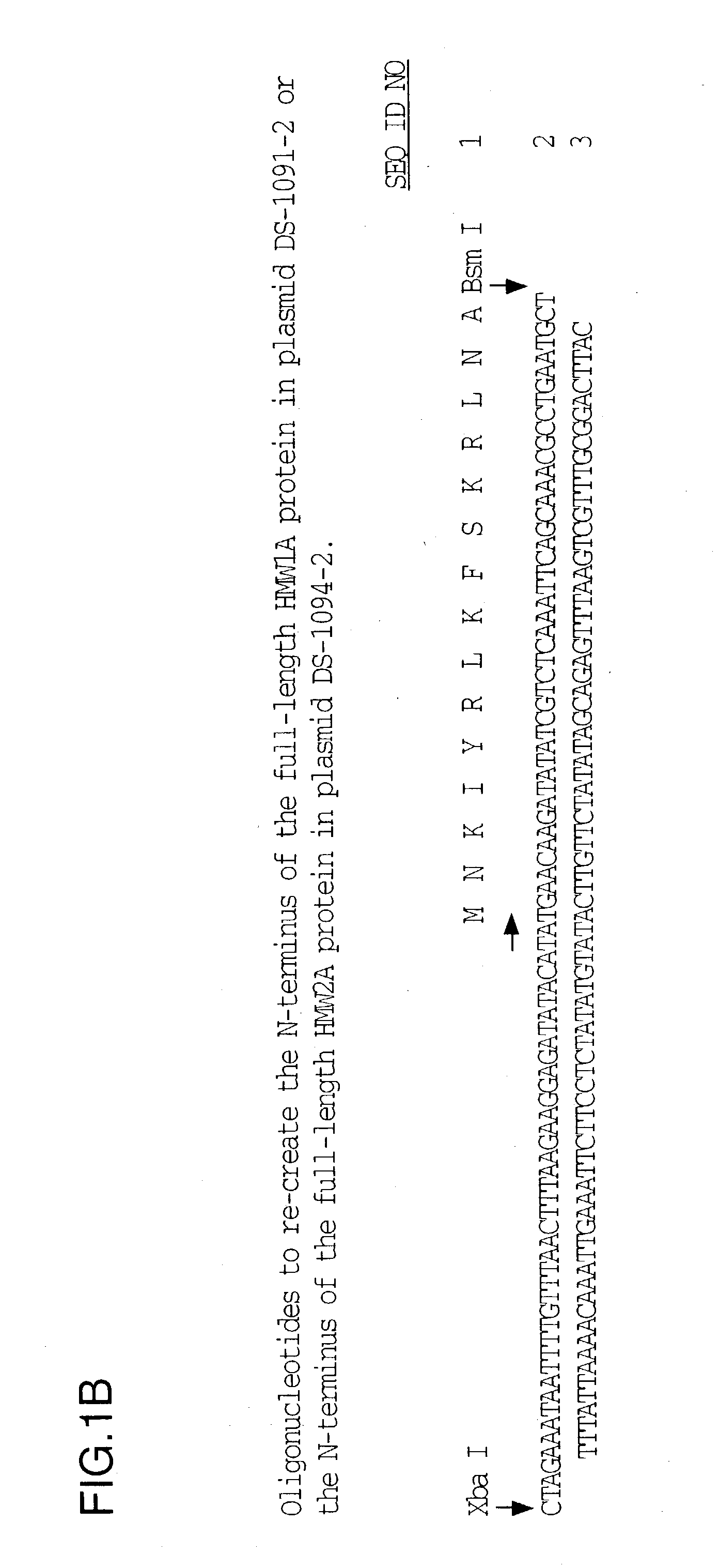 Protective recombinant Haemophilus influenzae high molecular weight proteins