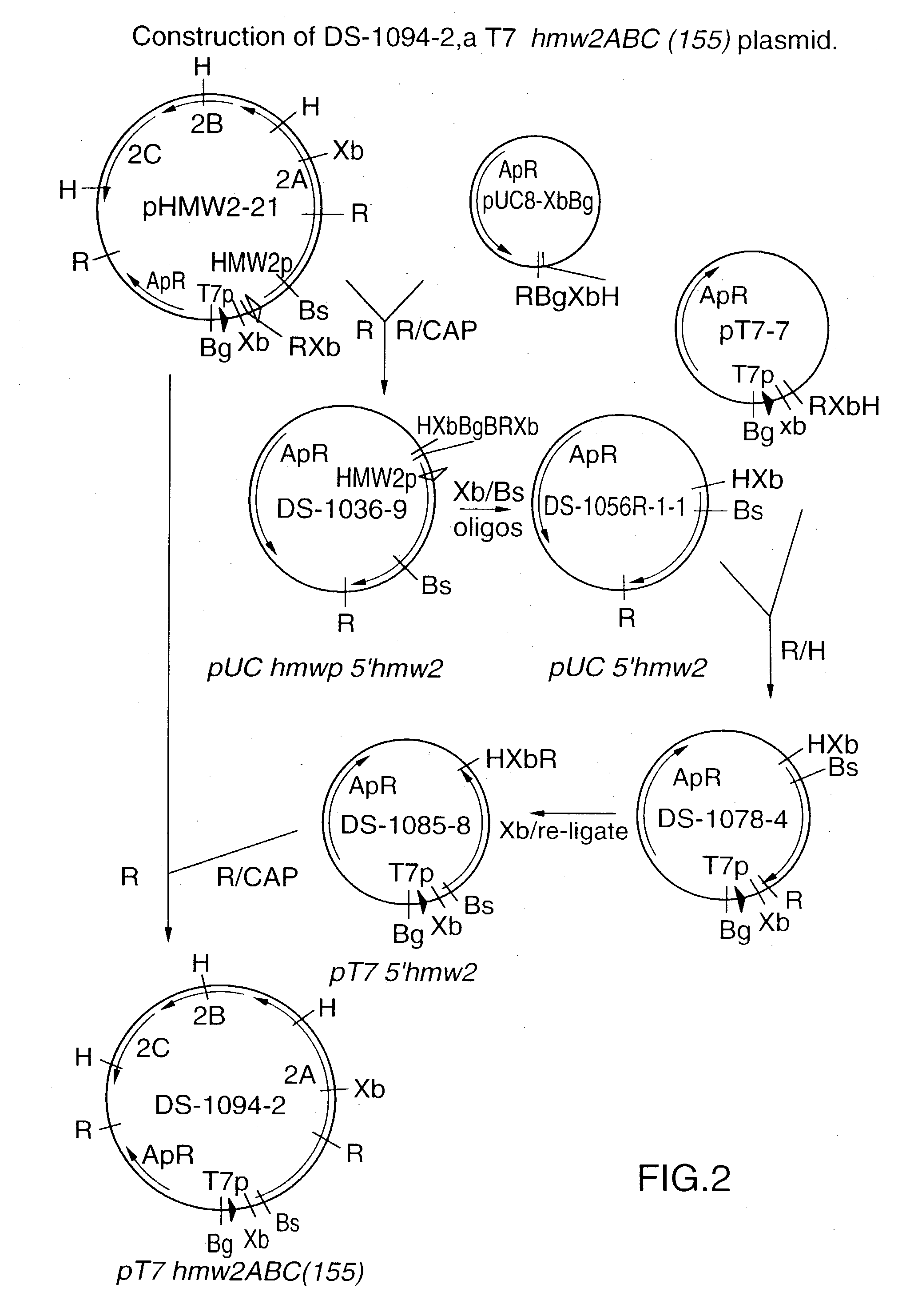 Protective recombinant Haemophilus influenzae high molecular weight proteins