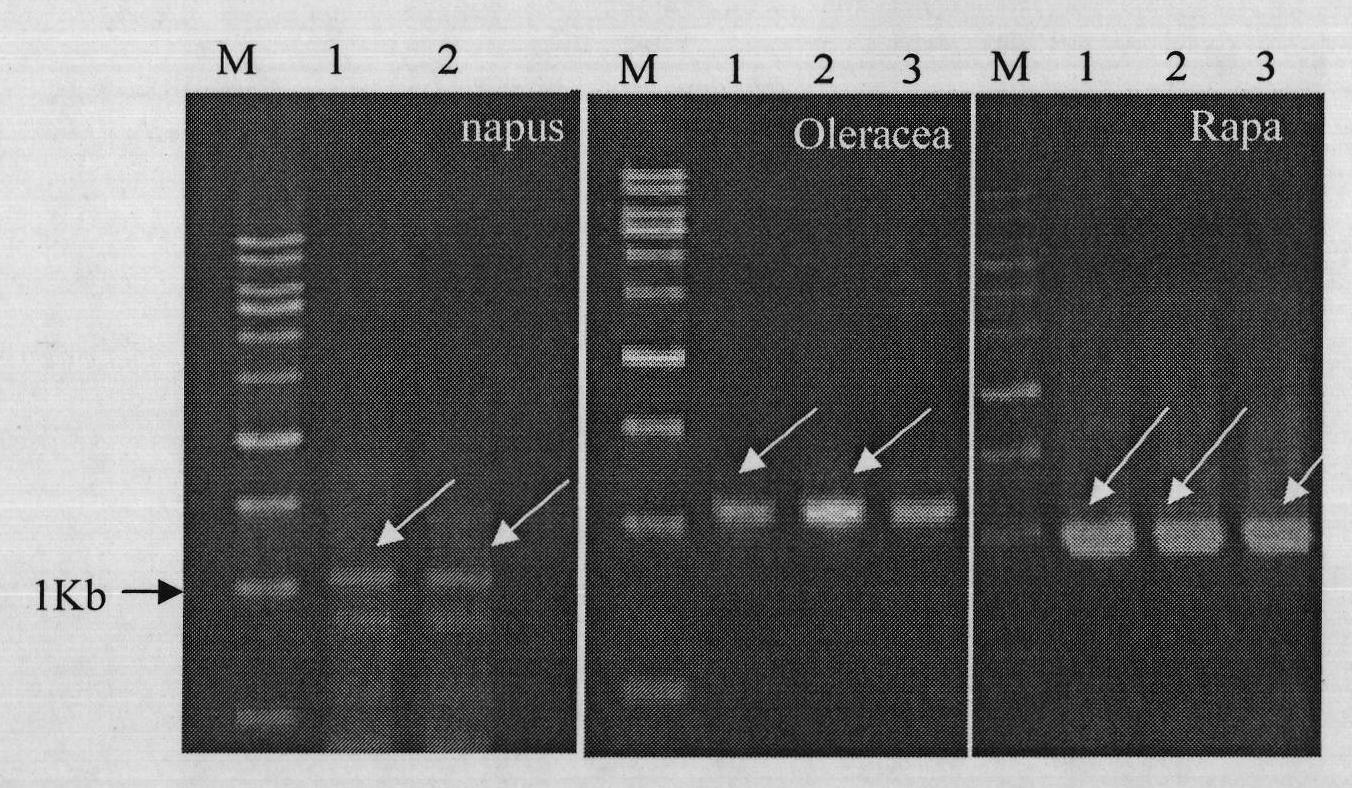 PDF1 gene for controlling plant pollen fertility, and preparation method and application thereof