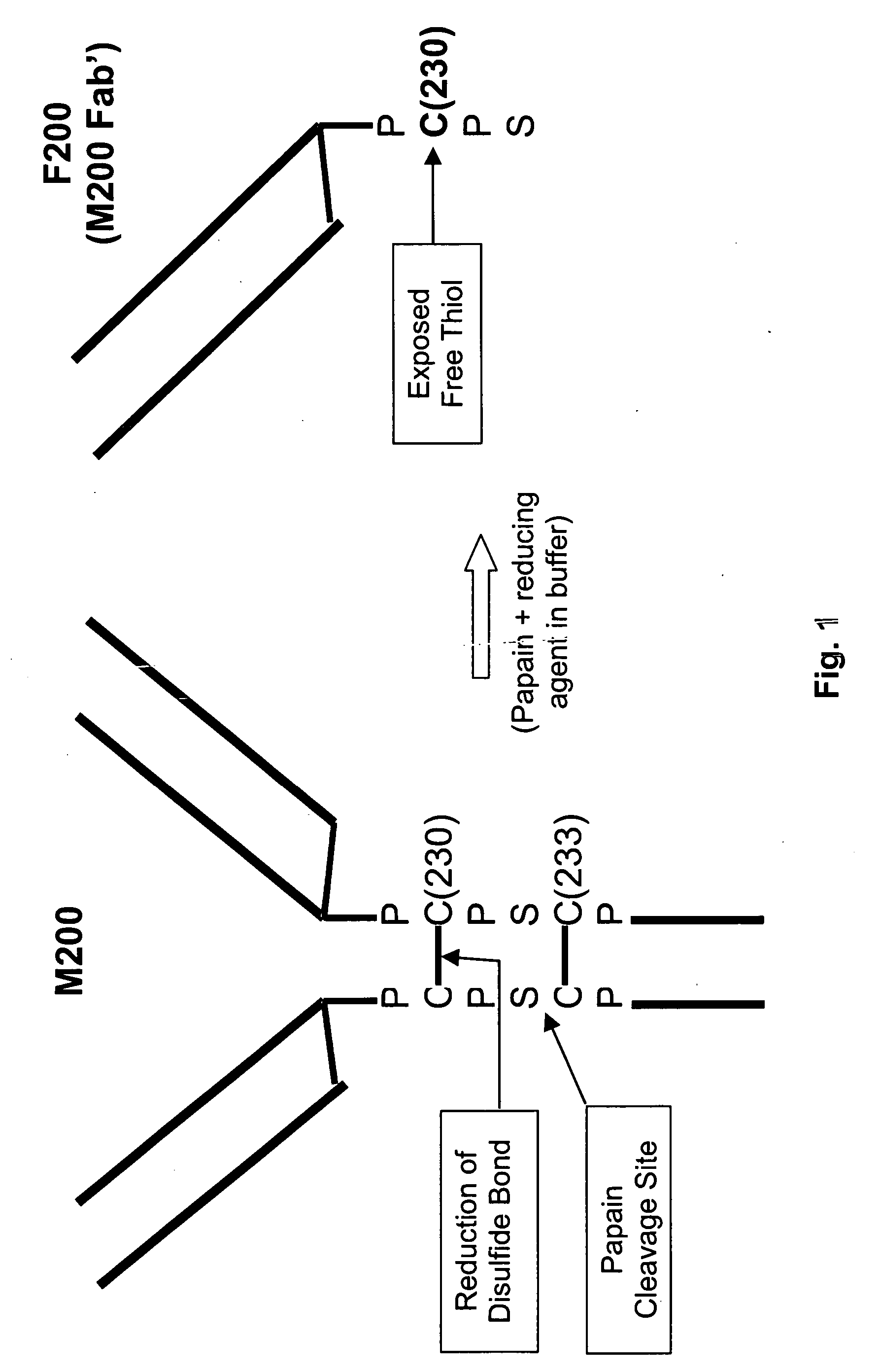 Stable liquid and lyophilized formulation of proteins
